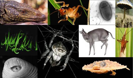 2010 Top 10 New Species