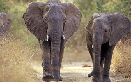 Elephants Tracking