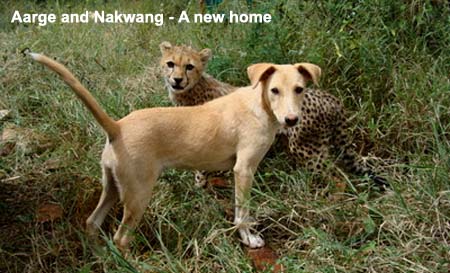 Aarge and Nakwang