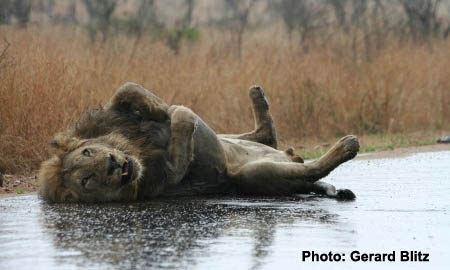 Male African Lion