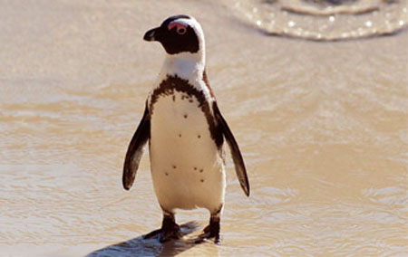 African Penguins Rebound