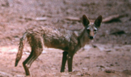 African Wolf