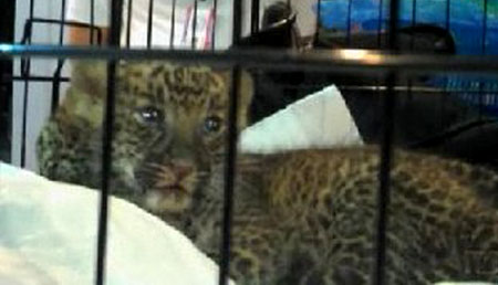 Airport Wildlife Smuggler
