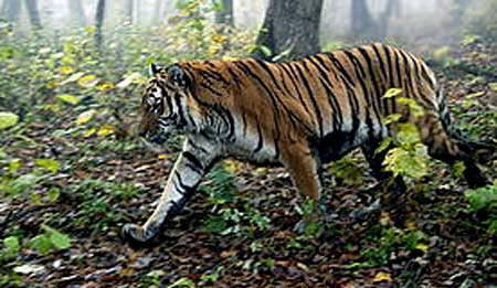 Amur Tiger In Forest