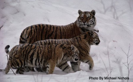 Amur Tigers In Snow