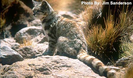 Andean Cat