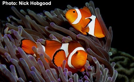 Anemone