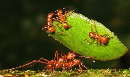 Leaf Cutter Ants