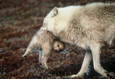 North Pole Wolves