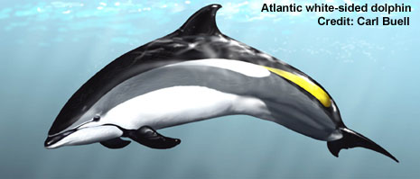 Atlantic Whiteside Dolphin