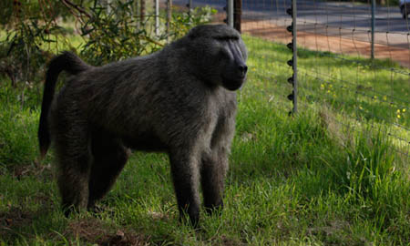 Baboon