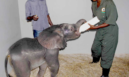 baby elephant rescued