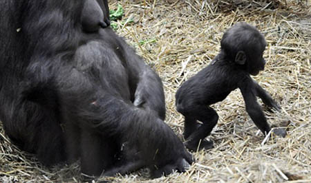 Baby Gorilla Dies At London Zoo
