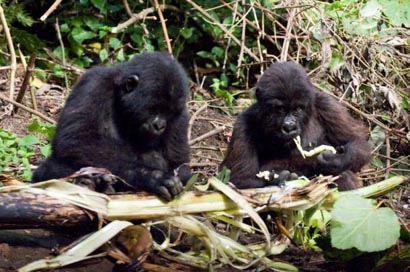 Baby Gorillas
