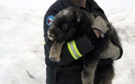 Baby Musk Oxen
