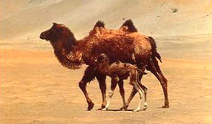 Bactrian Camels
