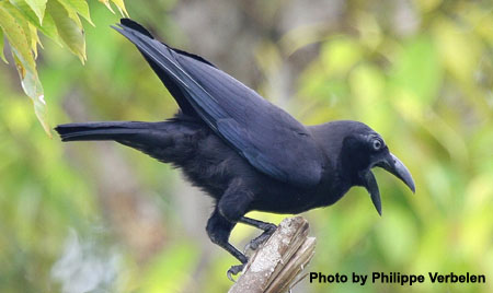 Banggai Crow