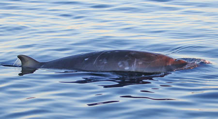 Beaked Whale