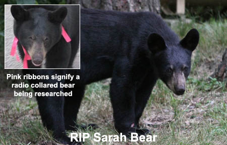Research Bear Sarah