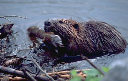 Busy Beavers