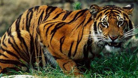 Bengal Tiger