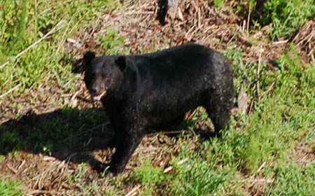 Black Bear Aerial Photo