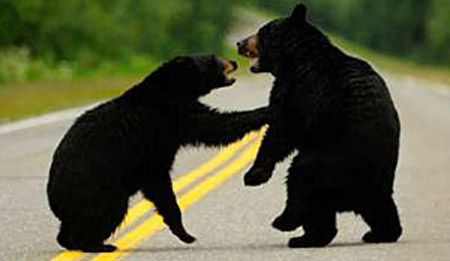 Colorado Black Bears
