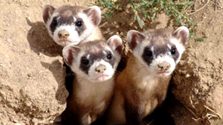 Ferret
