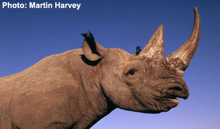 Black Rhino