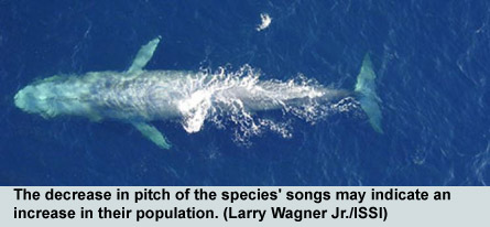 Blue Whales Songs