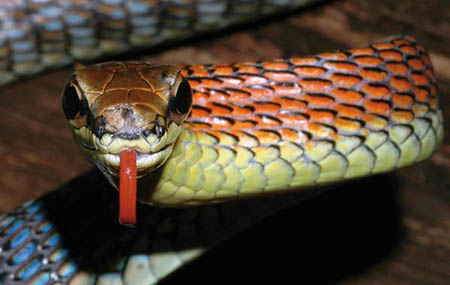 Dendrelaphis kopsteini