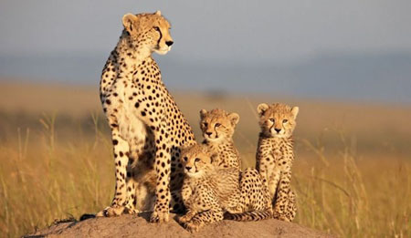 African Cats Disney