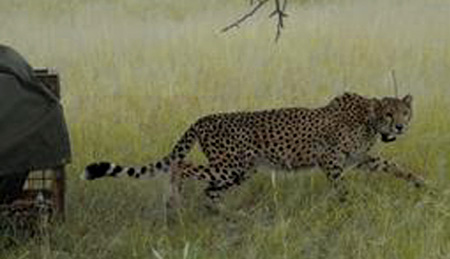 Cheetah Release