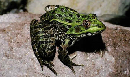 Chiricahua Leopard Frog