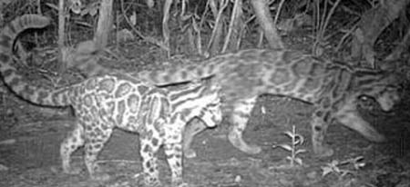 Clouded leopard and cub in camera trap