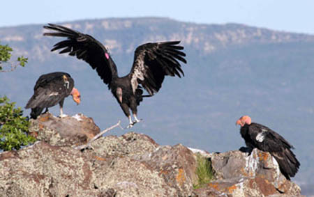 Condor Watch