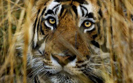 Conflict Tiger