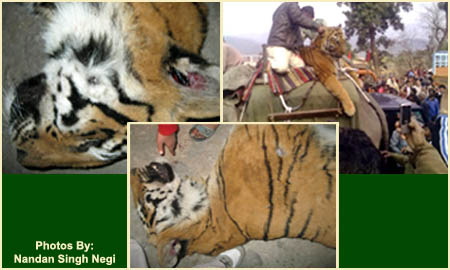 Corbett Conflict Tiger