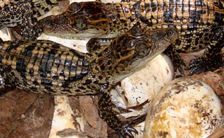 Croc Nest