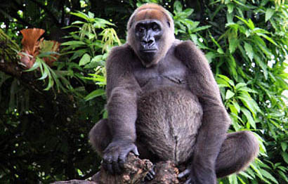 Cross River Gorilla