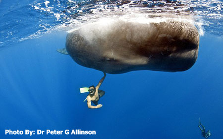 Diving With Whales