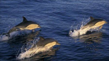 Dolphins prefer high energy food