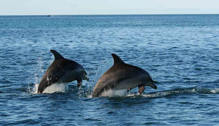 Networking Dolphins