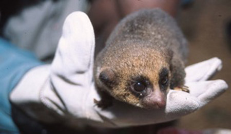 Sibree's dwarf lemur