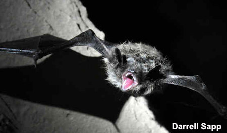 Dying Bats