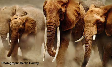 African Elephants At Risk