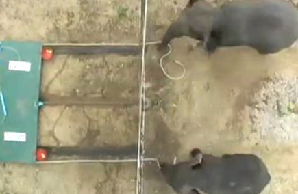 Elephants Cooperate