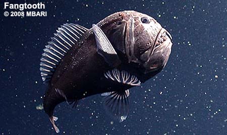 Fangtooth