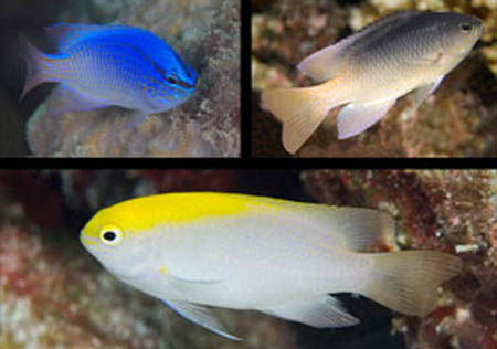 Fish Evolves