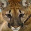 Florida Panther
